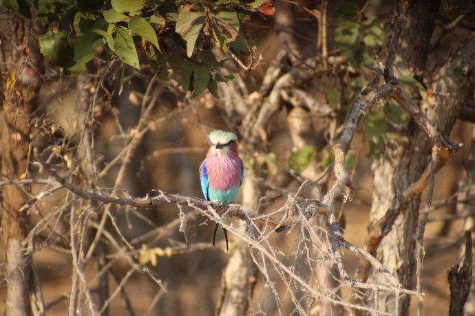 Wildlife in Kariba