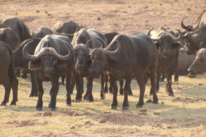 Buffalo at Kariba 