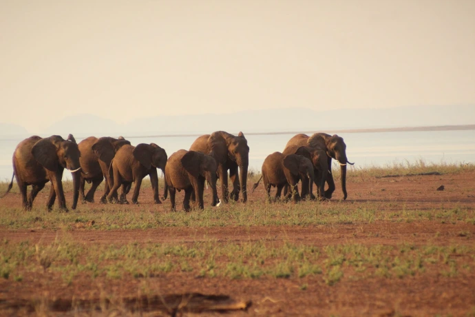 elephants in Kariba